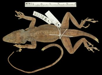 Media type: image;   Herpetology R-132371 Aspect: dorsal